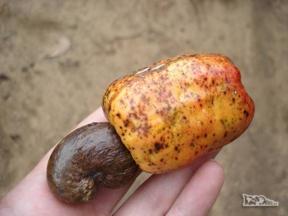Vamos nos alimentando com frutas silvestres durante caminhada na região de Pancas, nos Pontões Capixabas, noroeste do Espírito Santo (foto de Dez/2008)